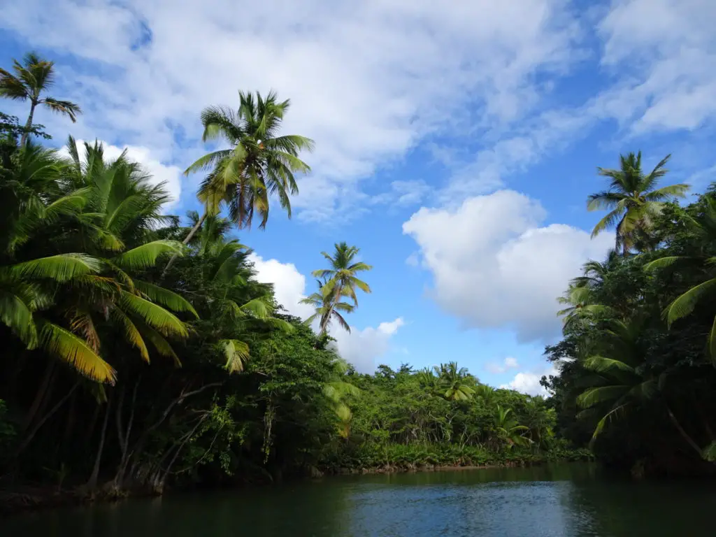 The Indian River on Dominica, a tropical river surrounded by palm trees
