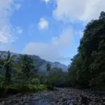 A view of the Layou River, surrounded by tropical vegetation on Dominica