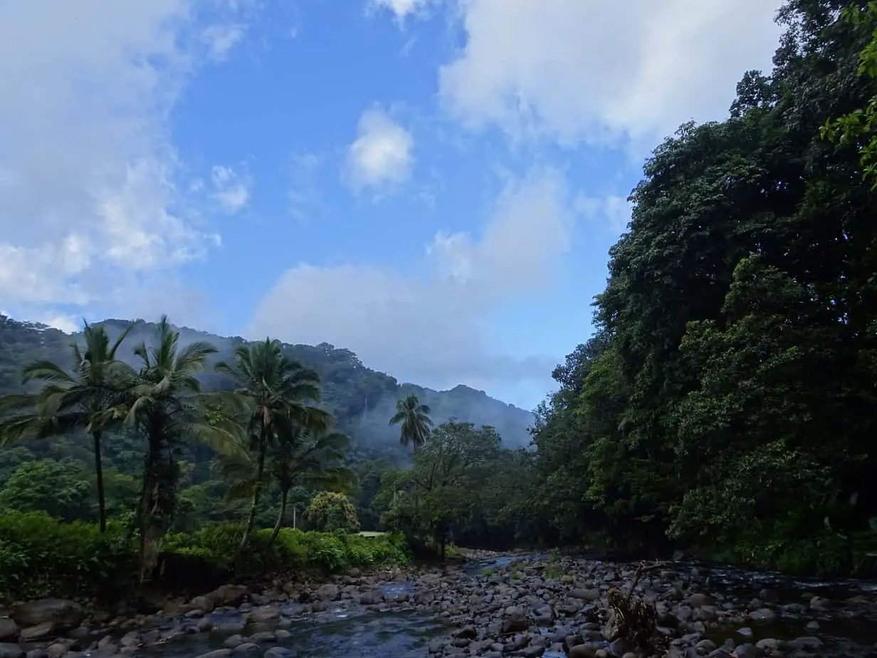 A view of the Layou River, surrounded by tropical vegetation on Dominica