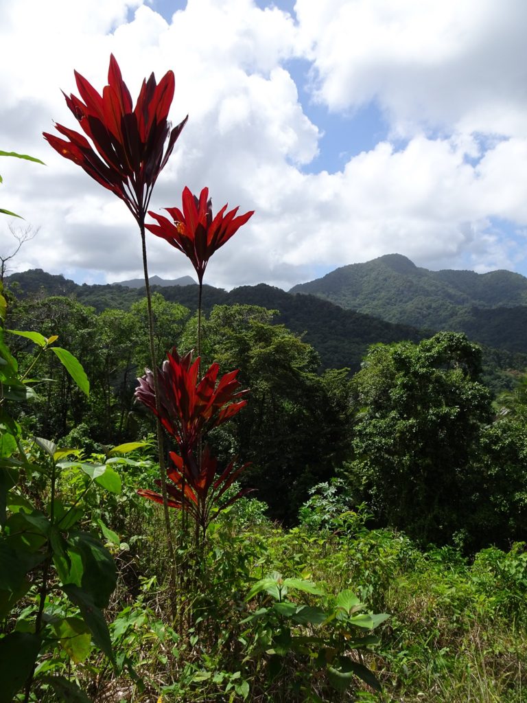 A red plant in front of a mountainous backround on Dominica