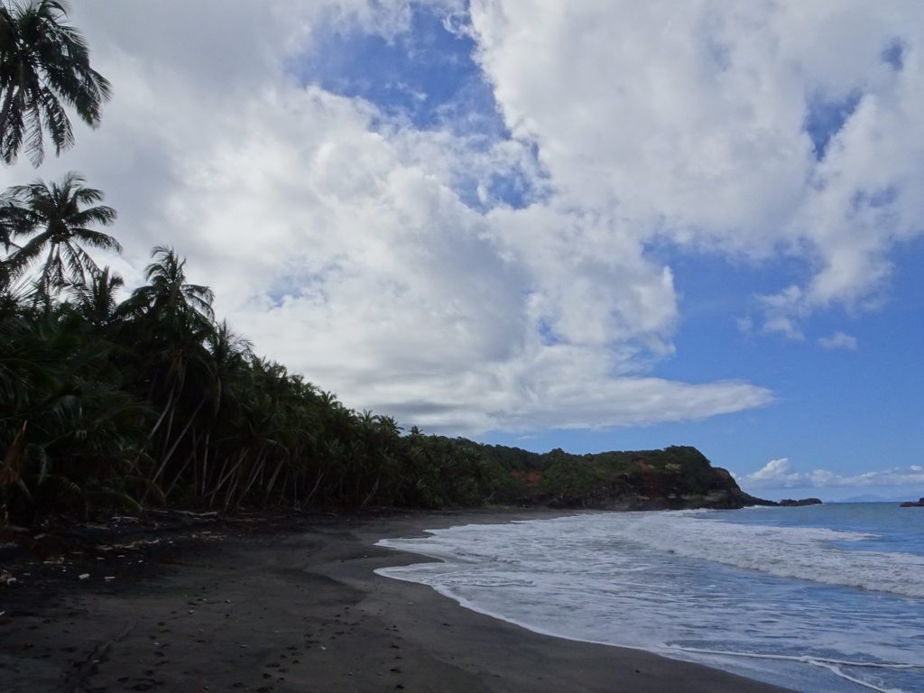 Palmtrees at Hampstead Beach near Calibishie, Dominica