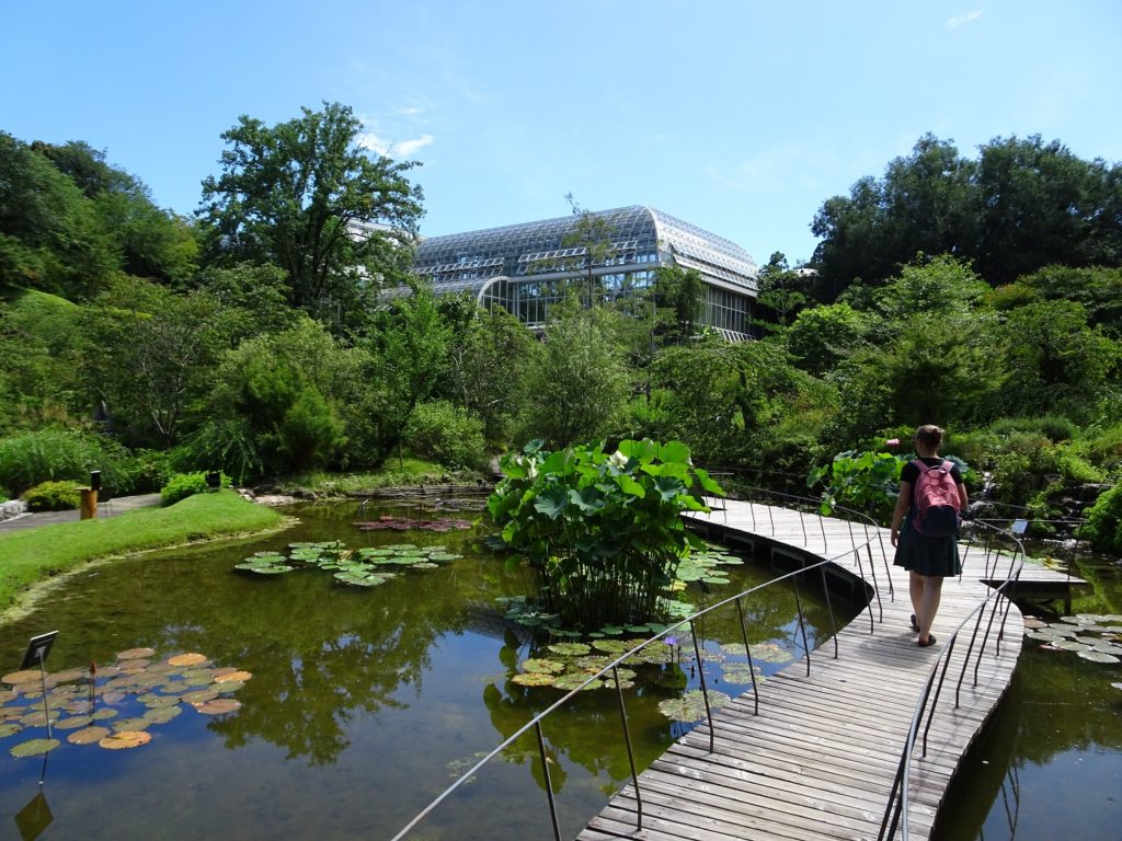 A girl walking along a boardwalk over a pond full of water lilies