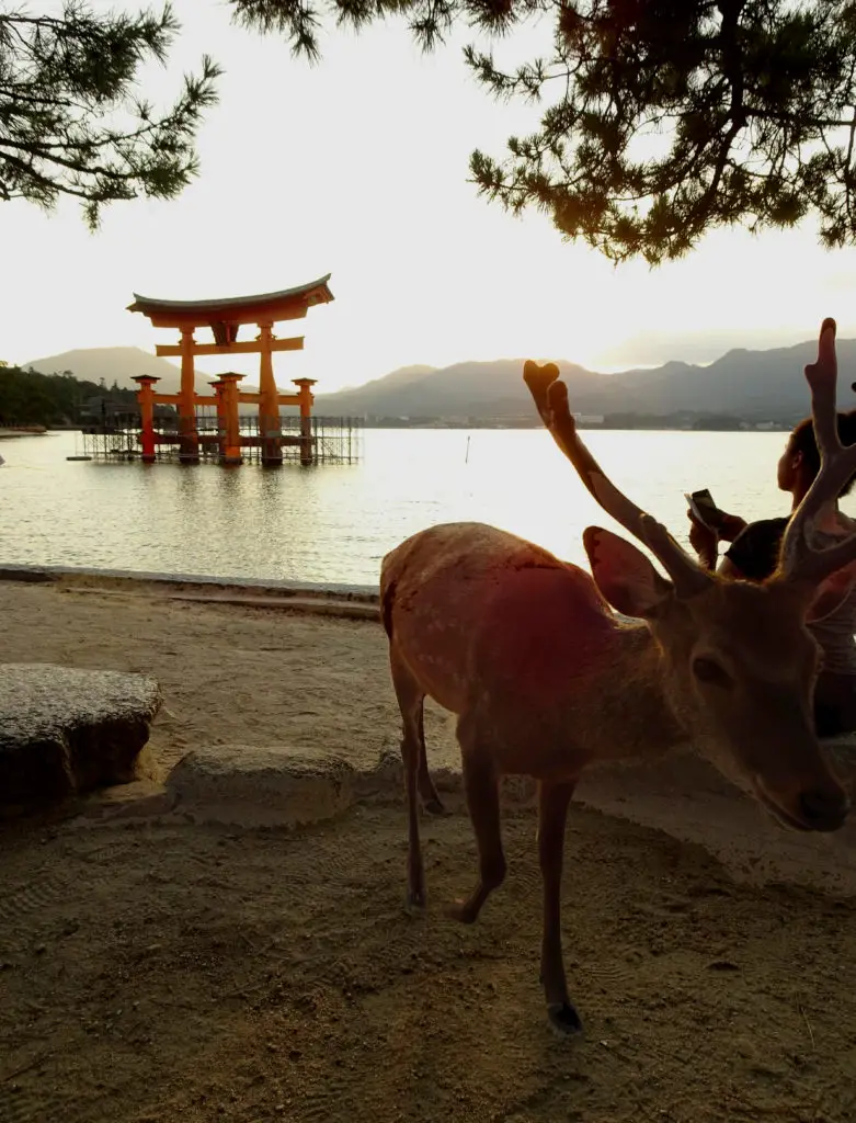 A deer in front of a red wooden gateway in the Ocean