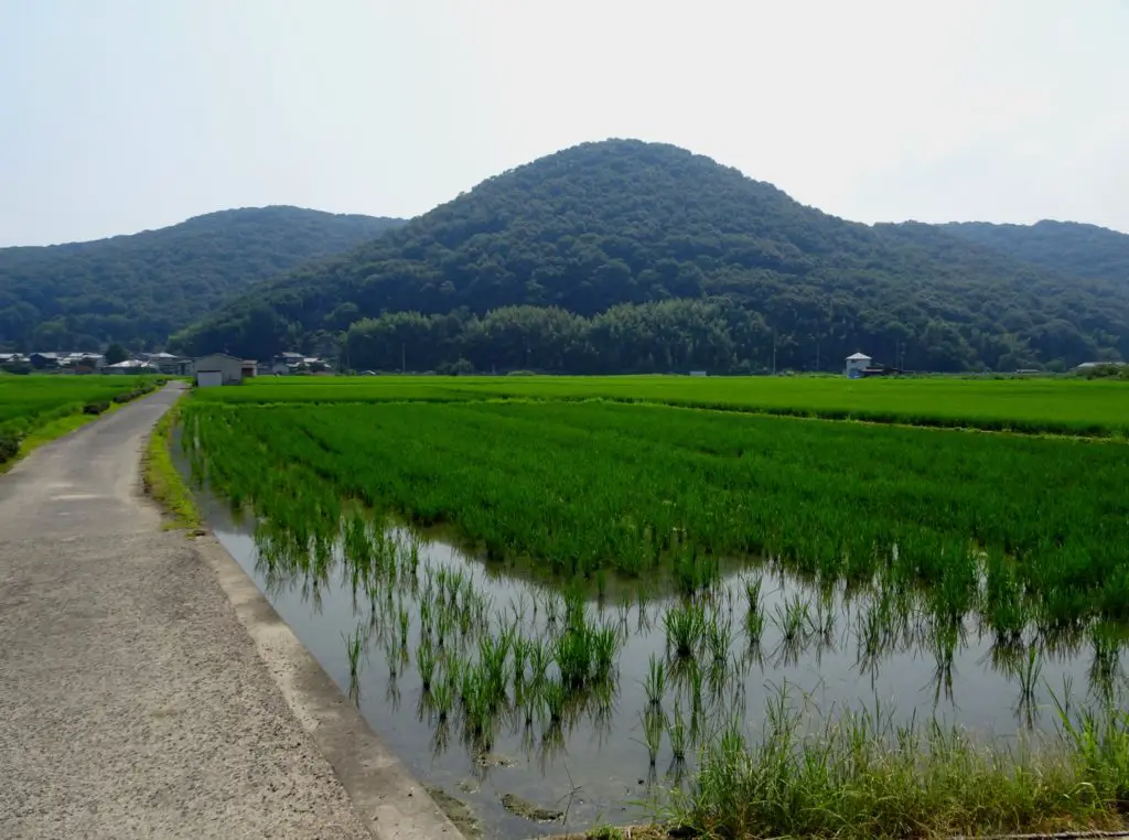 A plain of rice-fields with mountains in the background