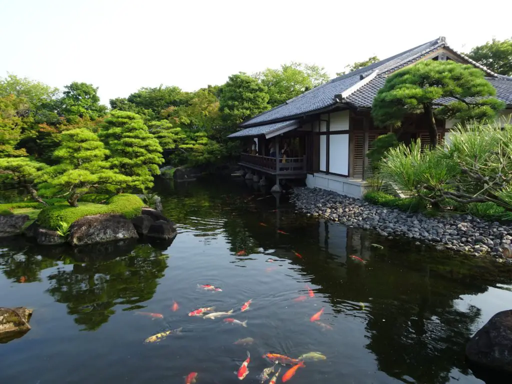 A beautiful koi-filled pond with a wooden building in the background