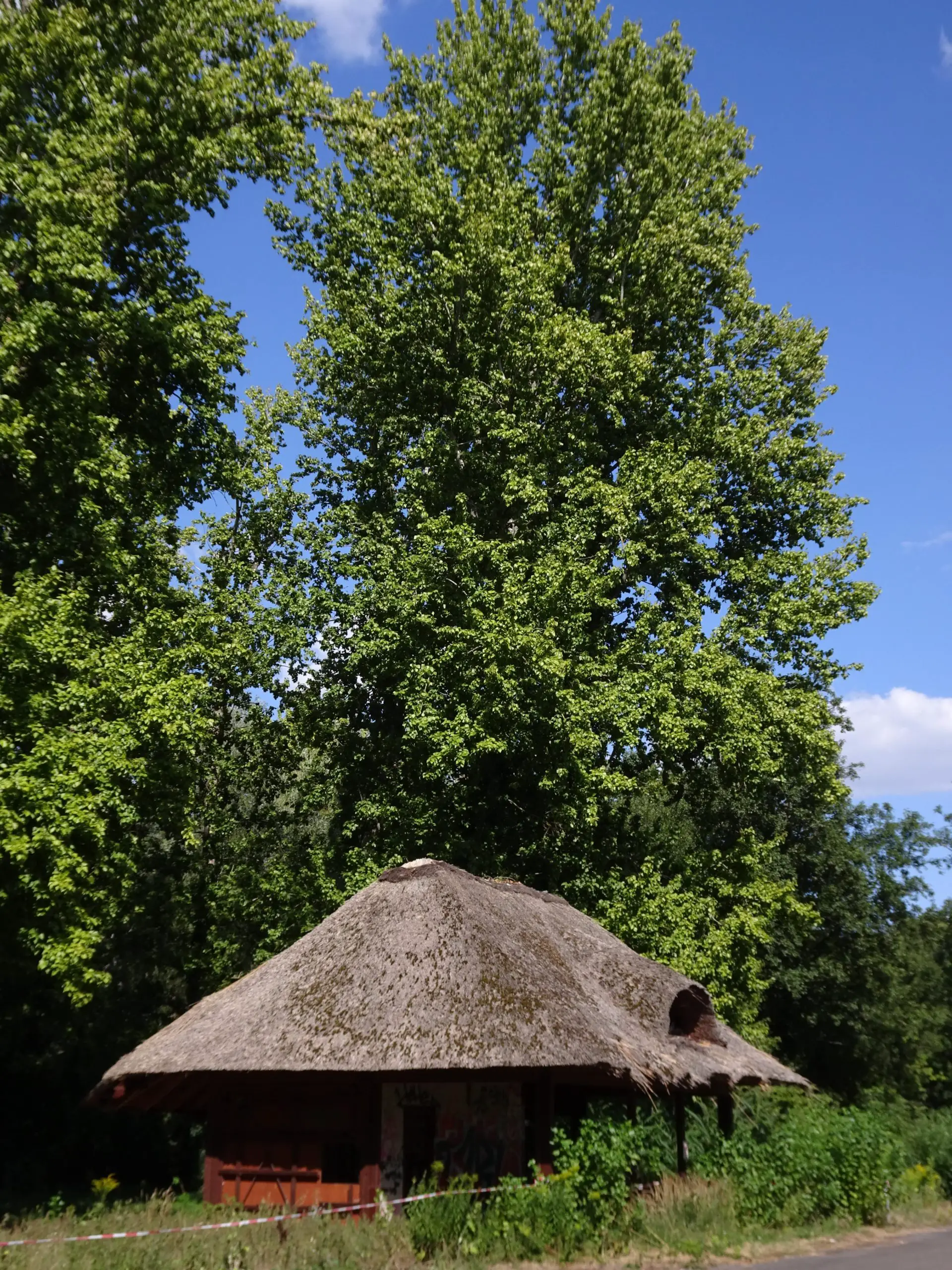 A small thatched-roof building in between trees