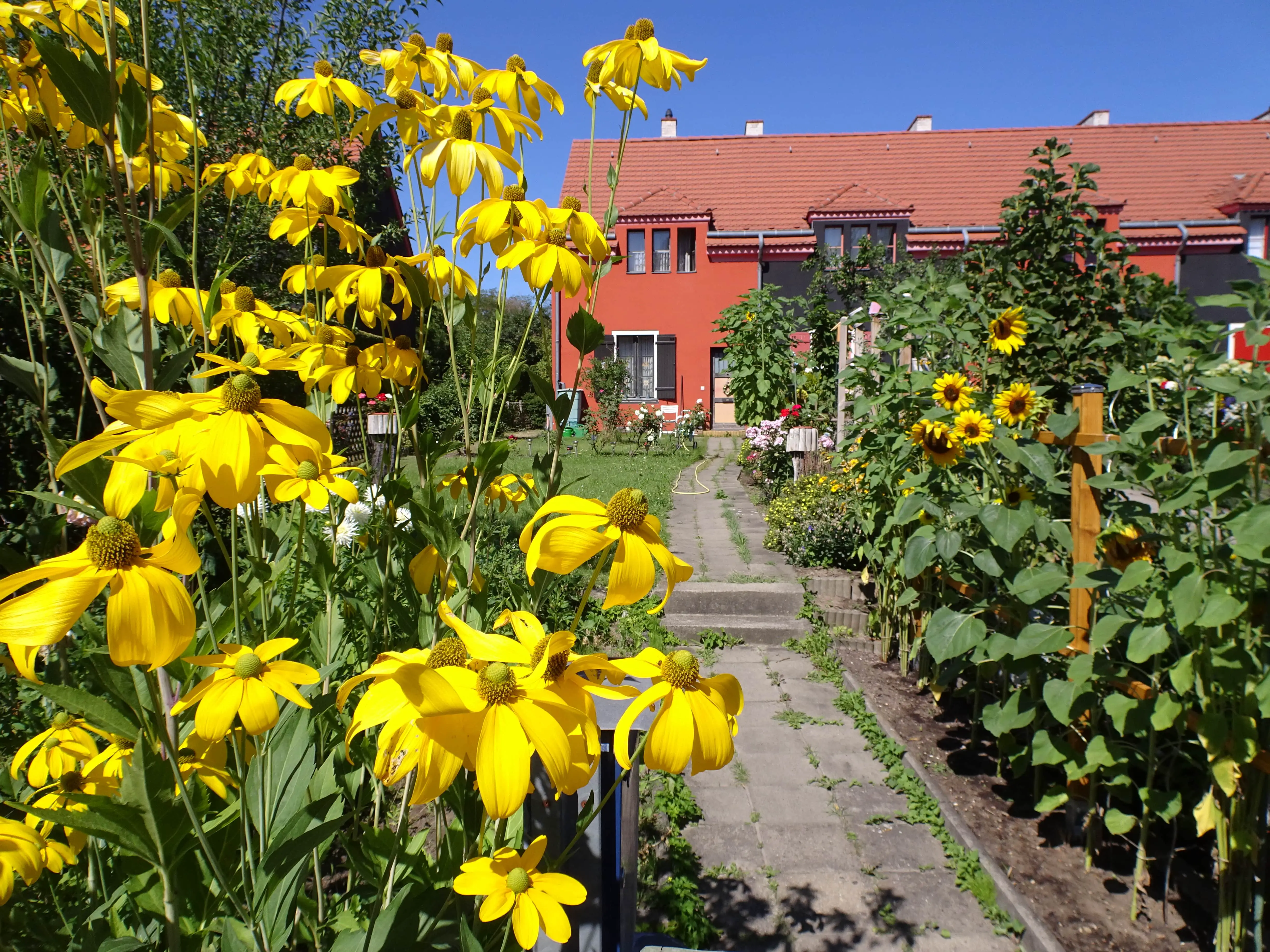 Yellow flowers in a garden in front of a terrace house