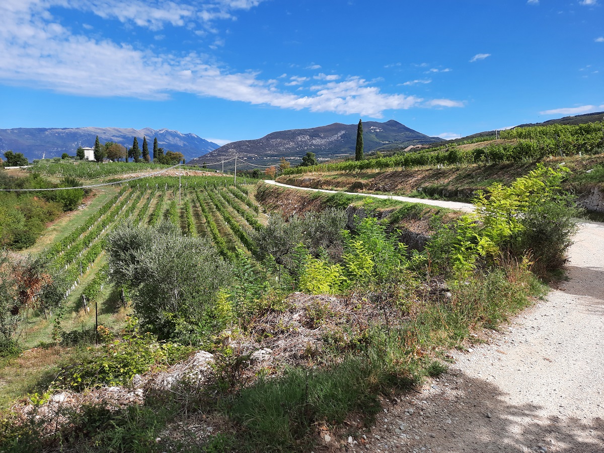 A hillside full of grapevines