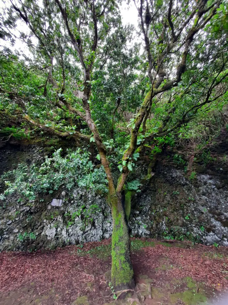 A small tree surrounded by a stone wall