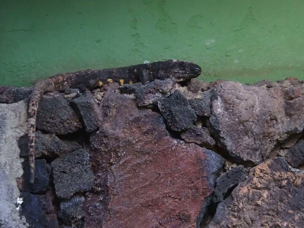 A huge lizard lying on a rock wall