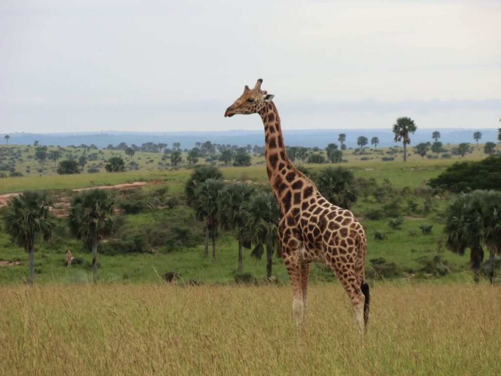 backpackers tours uganda