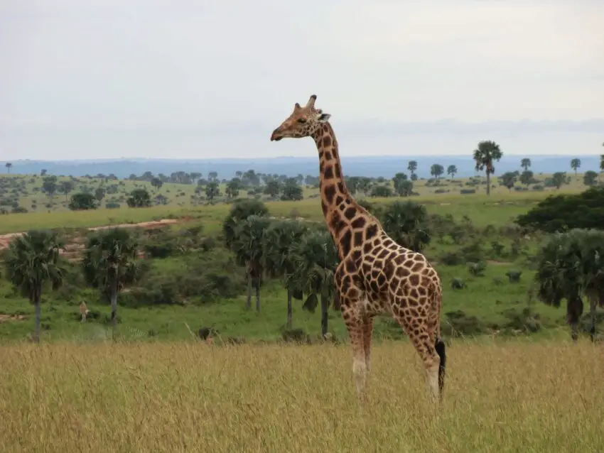 A giraffe standing in front of an open plain