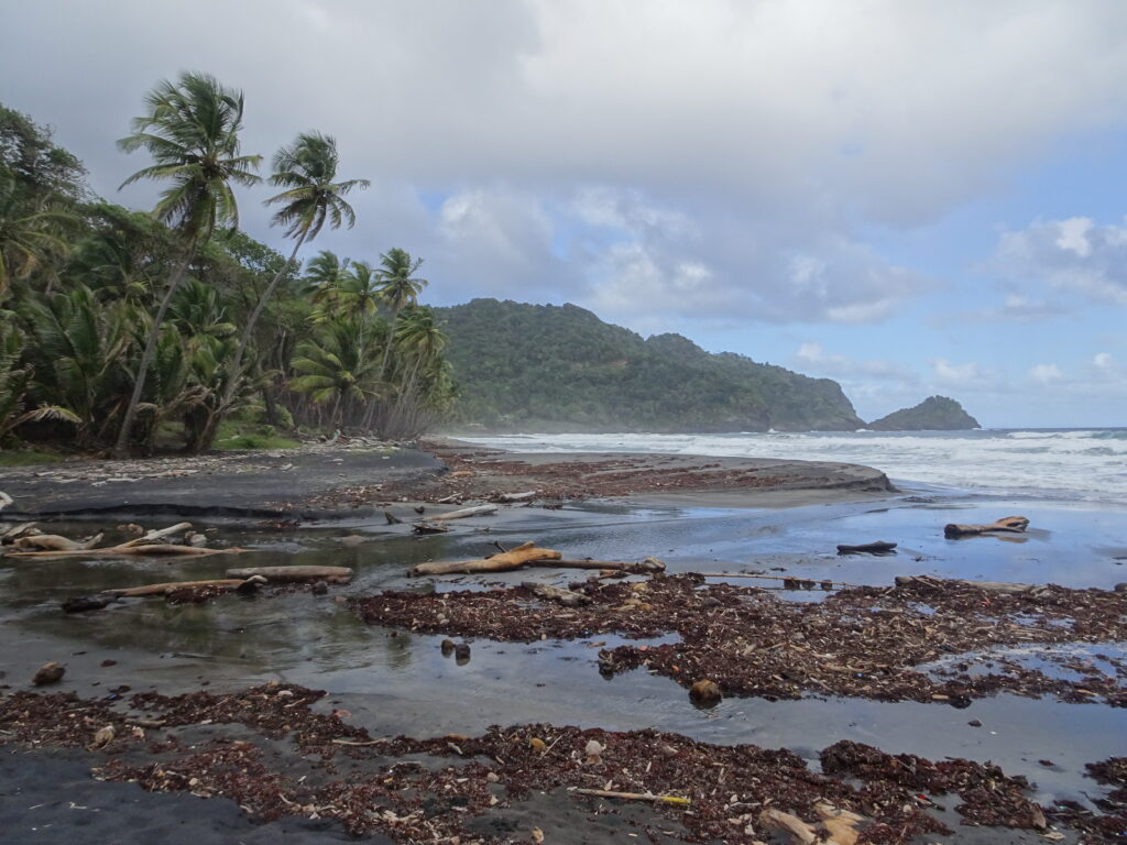 A wild windswept stretch of ocean backed by coconut palms