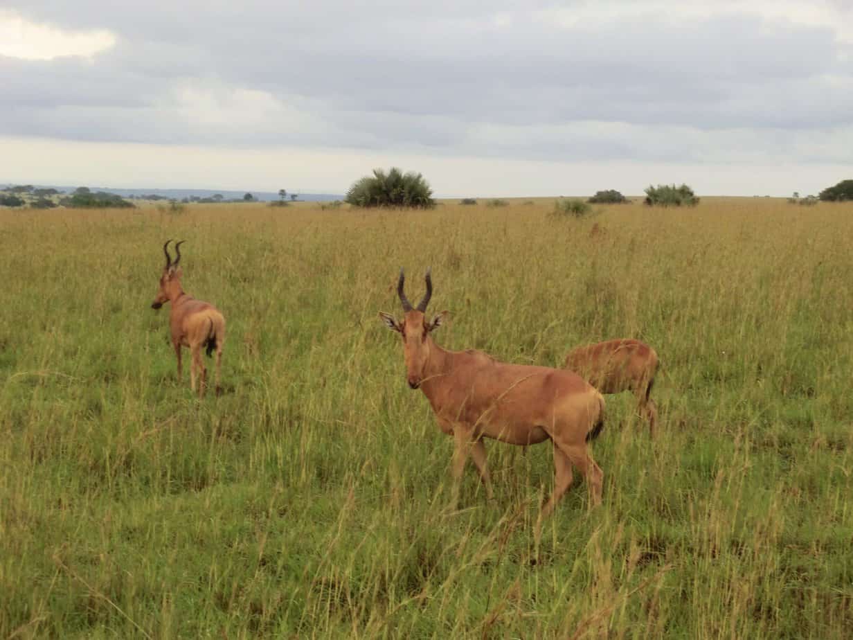 Spending One Amazing Day in Murchison Falls National Park, Uganda’s ...