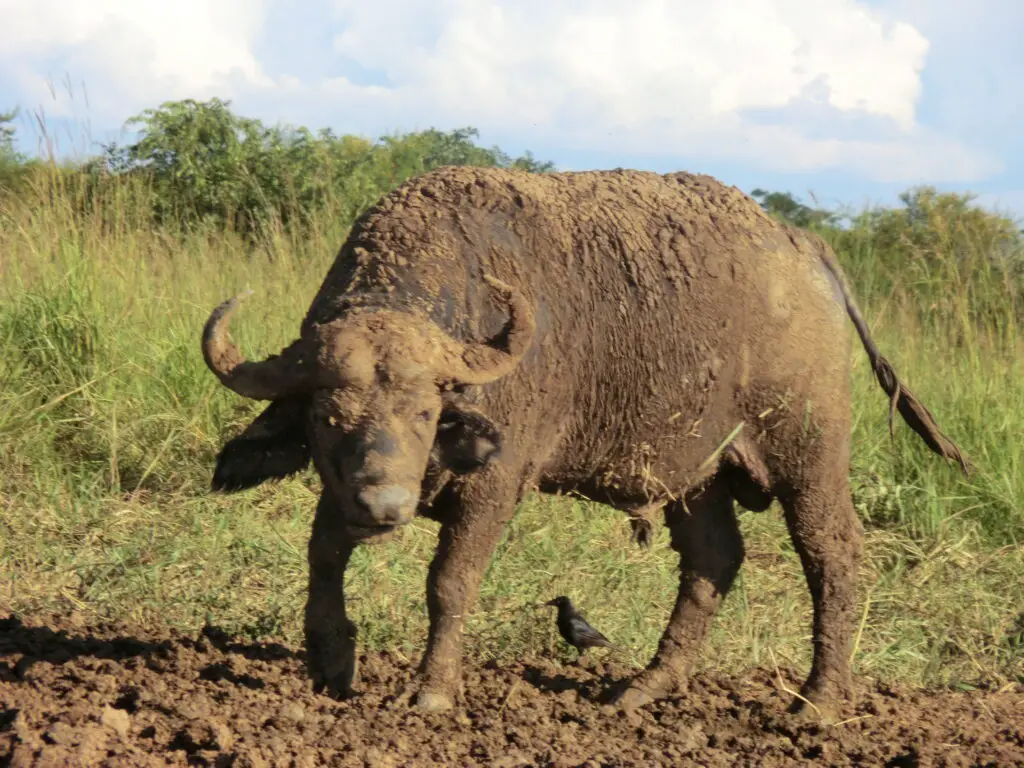 A mud-caked water buffalo