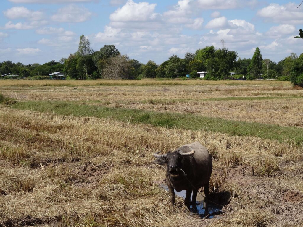 A water buffalo standing on a plain