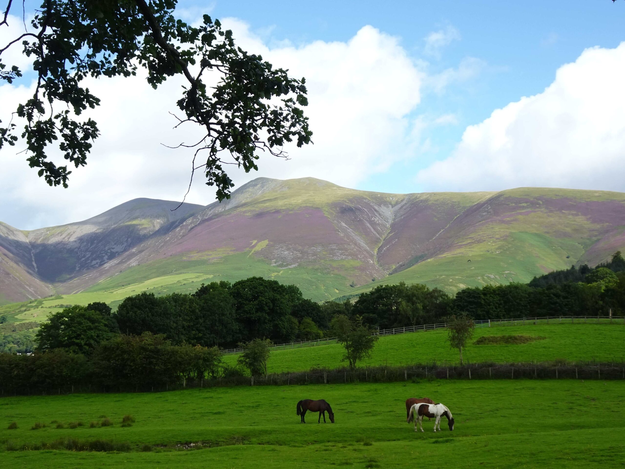 A pasture with grazing horses in front of a mountain range