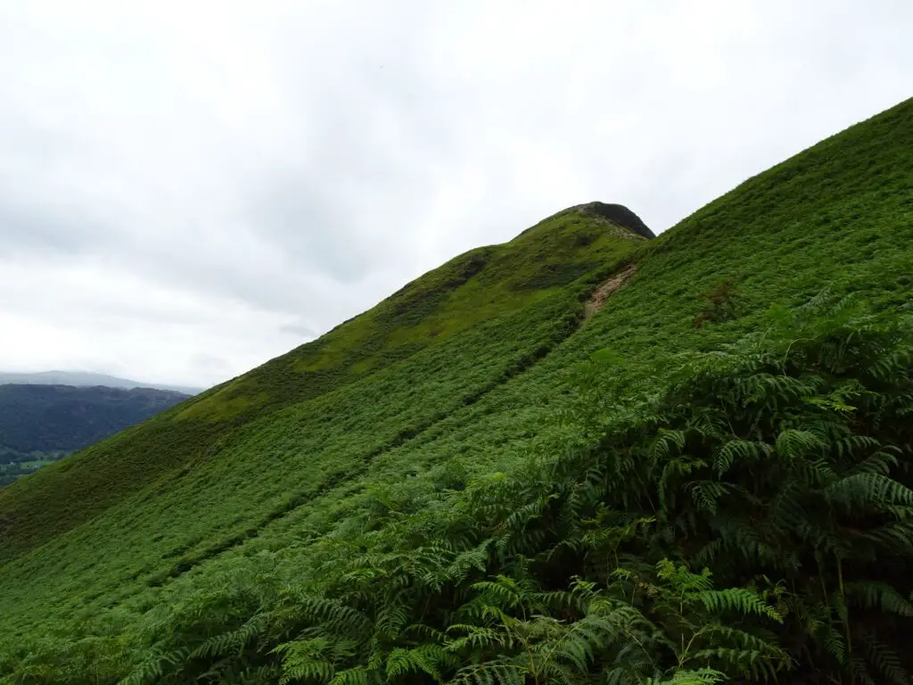 The flank of a mountain with bracken growing all over it