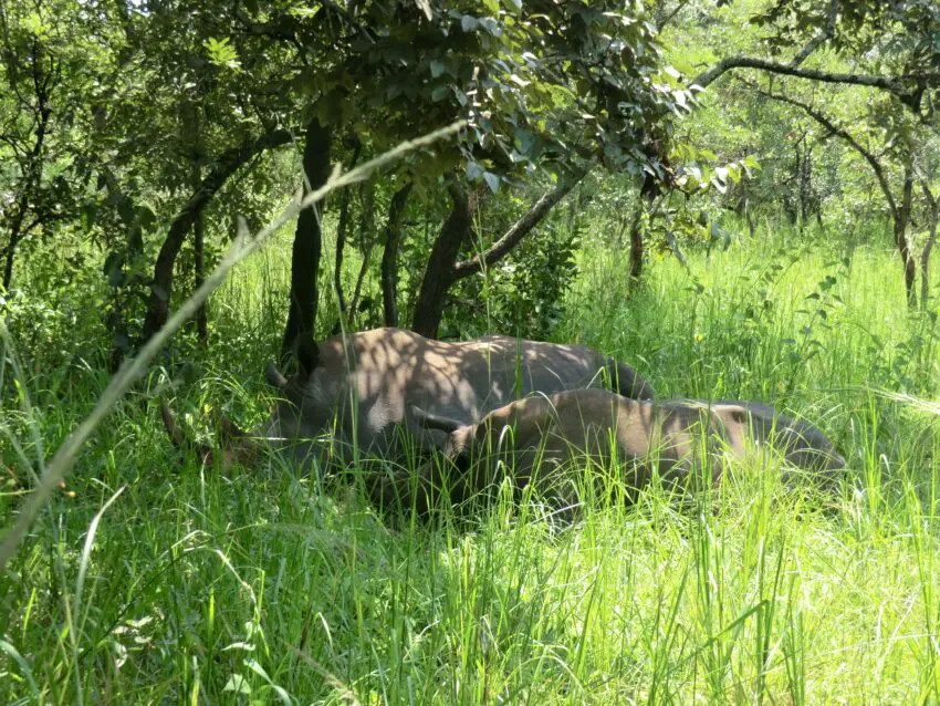 Two White Rhinos sleeping in high grass from the side