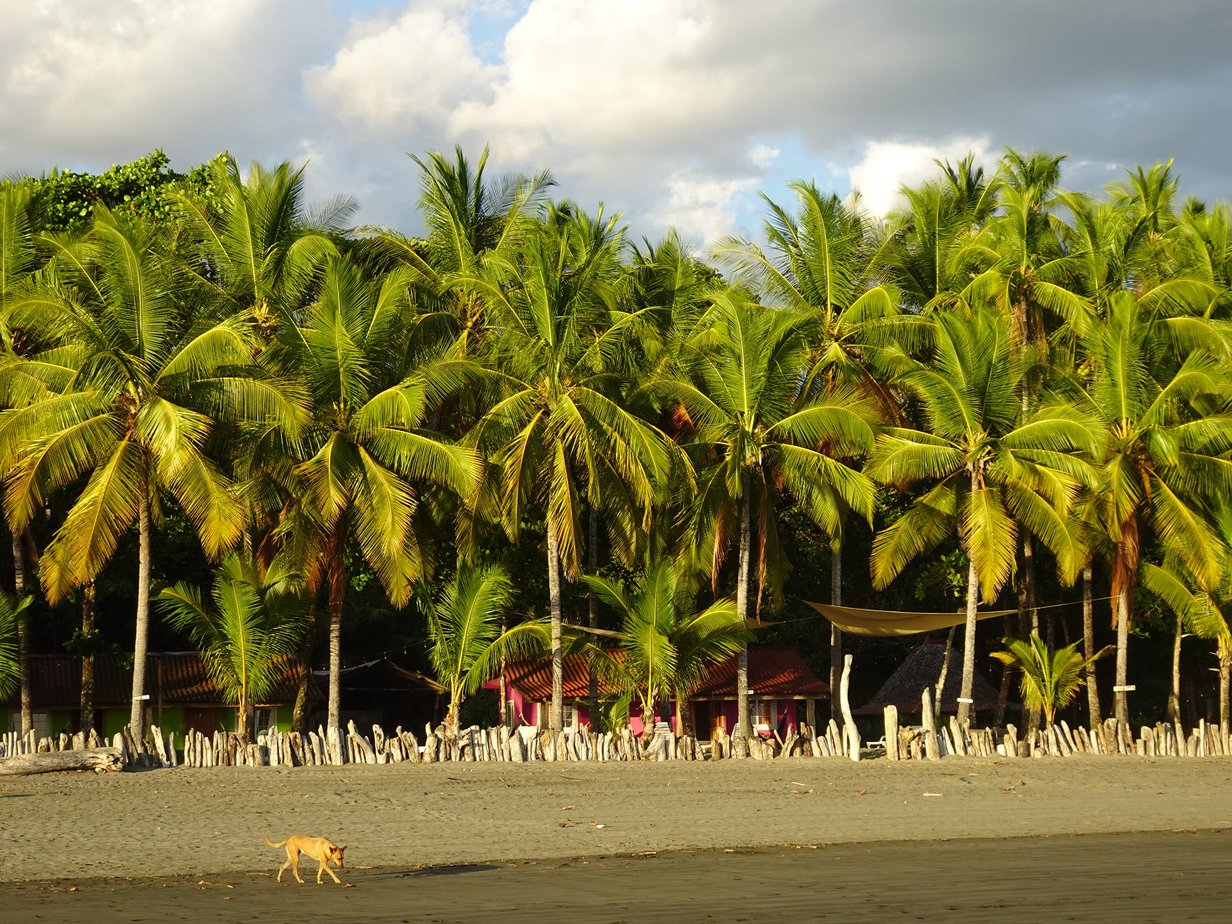 A palm-fringed beach seen from the sea with a dog walking through the frame