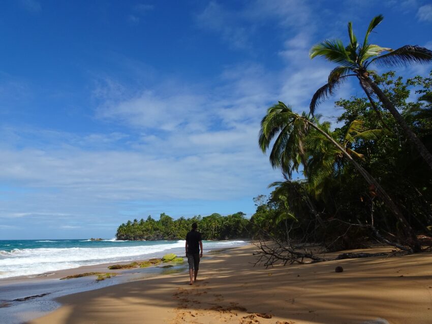 A man walking along a palm-fringed beach