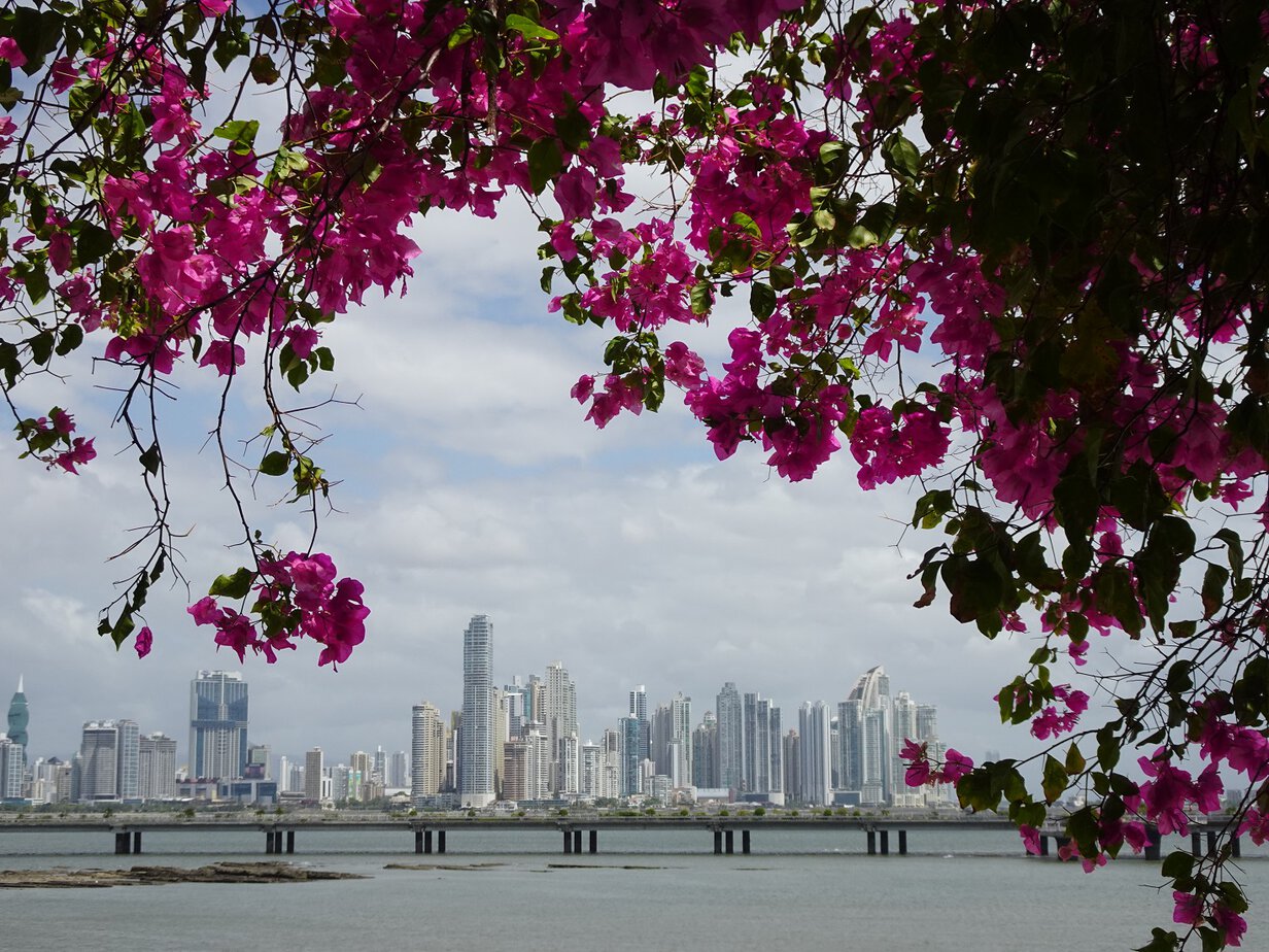 A modern skyline framed by flowering bougainvillea