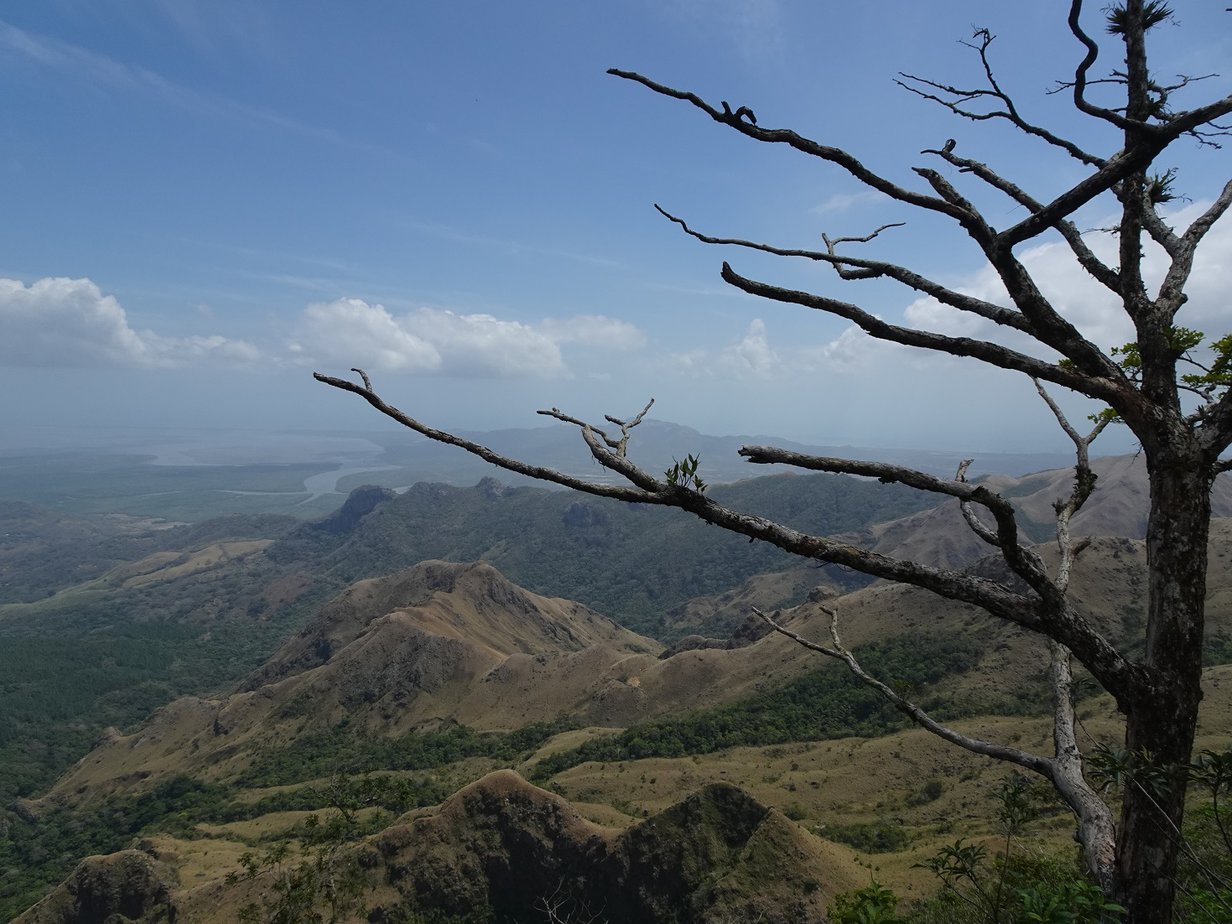 A view of rolling hills seen from above with a dead tree in the foreground