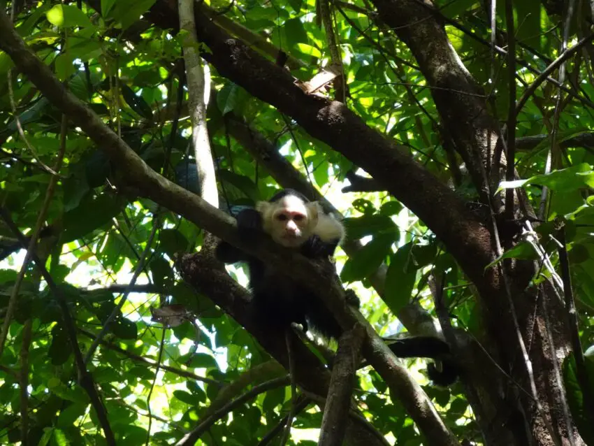 A white-faced capuchin monkey on a branch staring in the camera