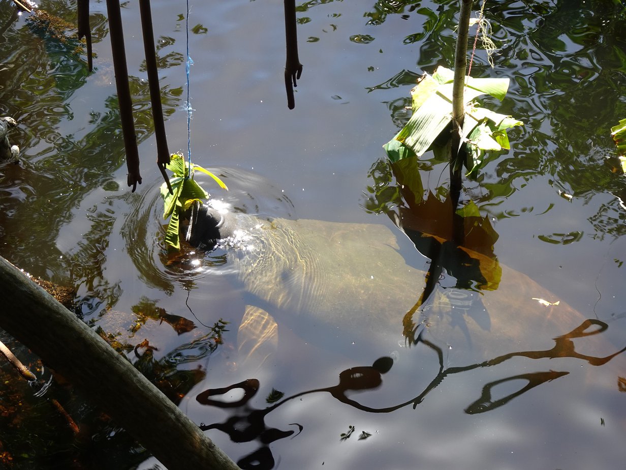 A manatee swimming in the water, eating a bunch of banana leaves