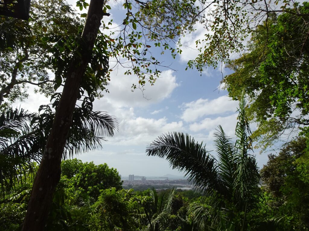 A view of a city skyline framed by palm trees