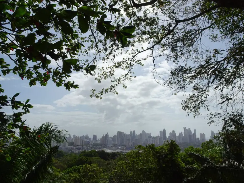 A view of a skyline of skyscrapers framed by trees