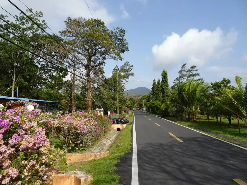 A broad street surrounded by flowering bushes