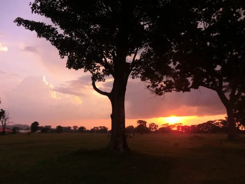 Sunset over a broad green field with the shilouettes of trees in the foreground