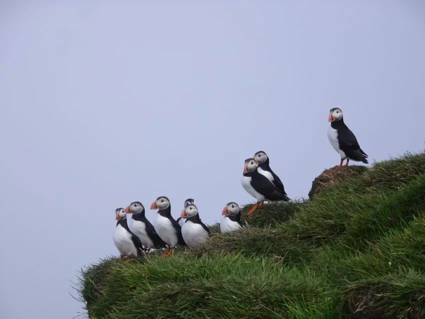 A group of puffins sitting on a grassy cliff