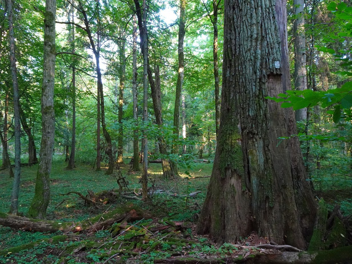 A large tree in a semi-open forest landscape