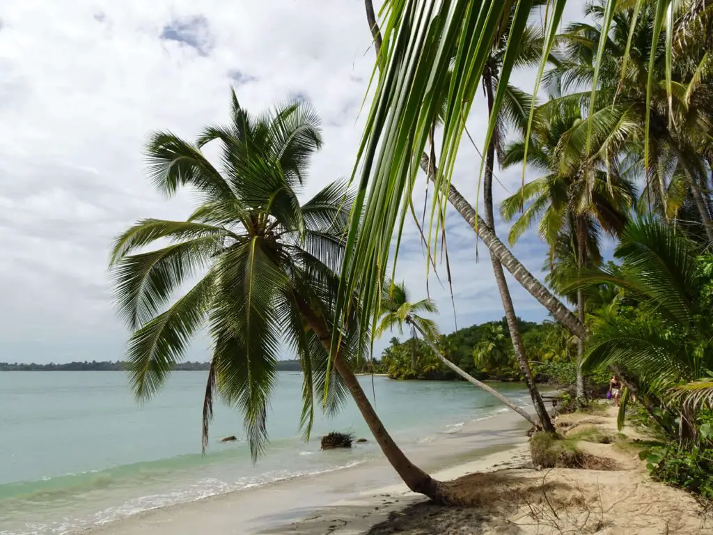 Palm trees on a tropical beach