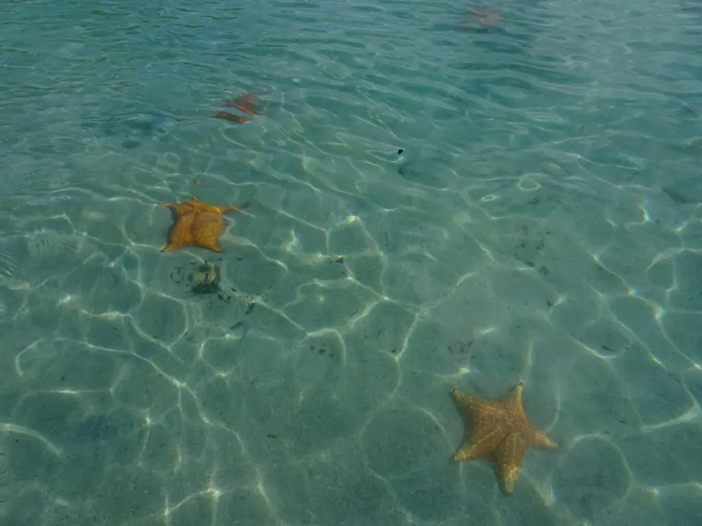 A group of star fish lying in shallow water