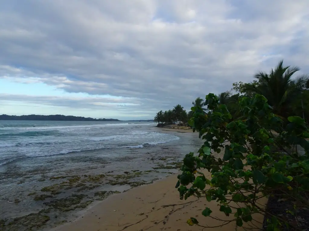 A narrow beach with a broad-leaved bush in the foreground