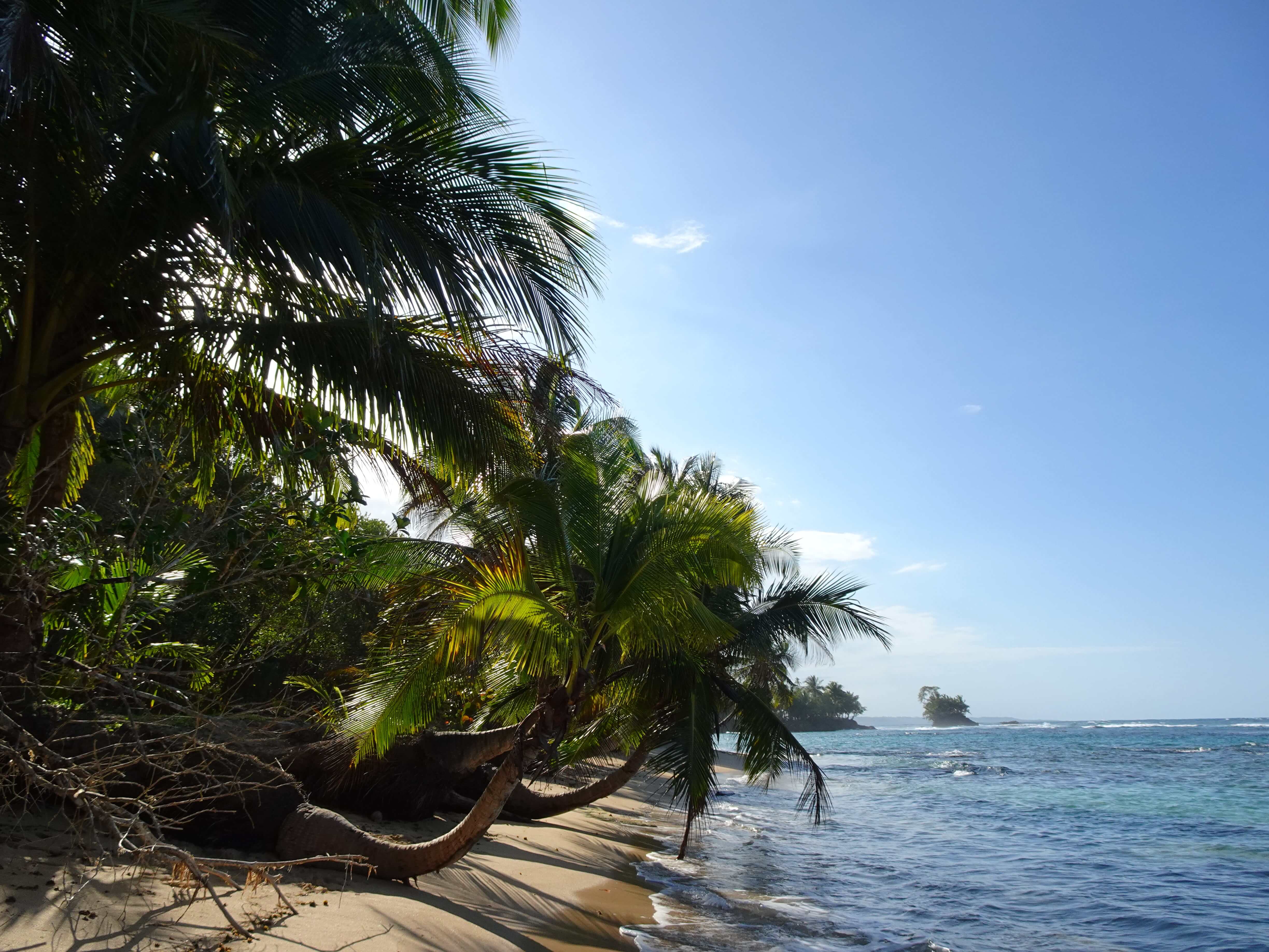 A narrow tropical beach with palm trees leaning horizontally over the water