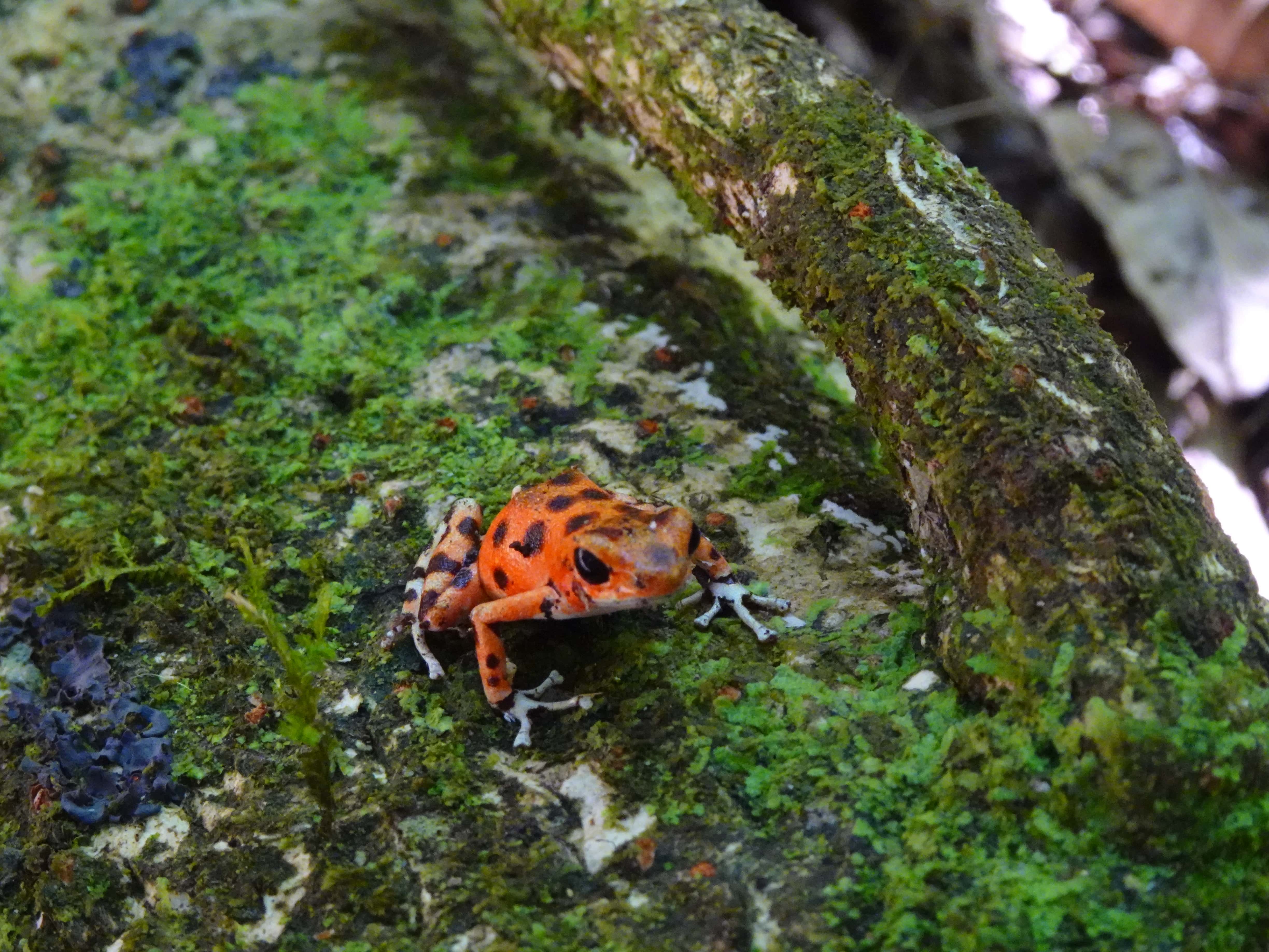 A small red-and-black frog on a mossy stump