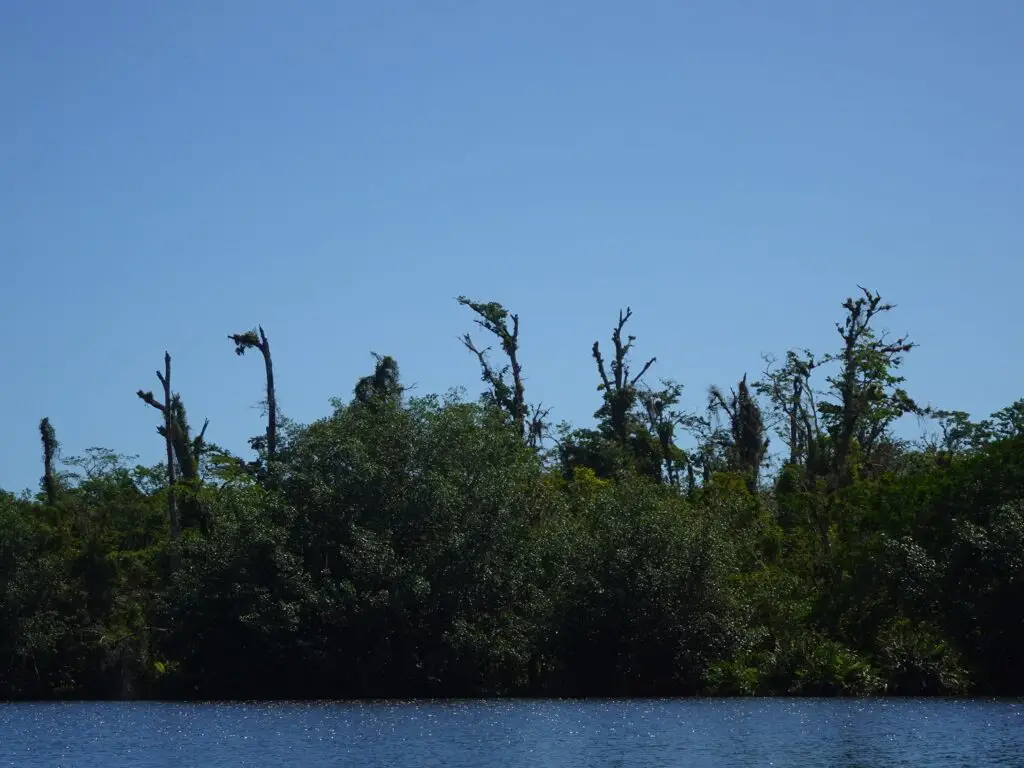 Dense tropical vegetation on the shore of a river