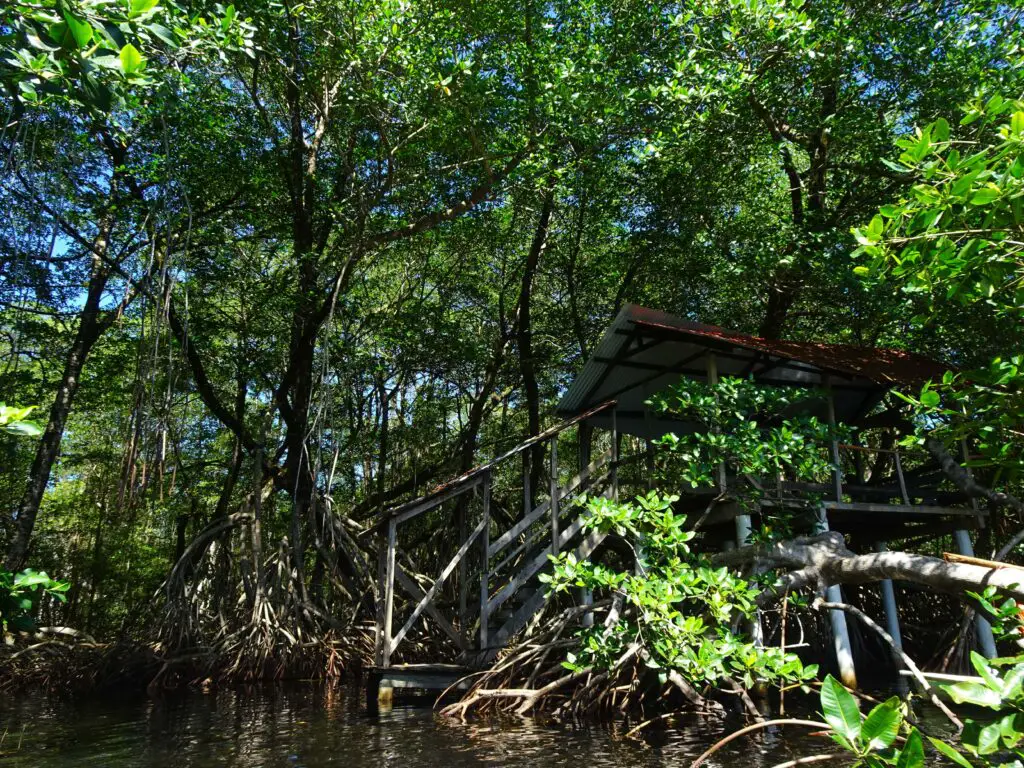 A wooden hut half-hidden by tall mangroves