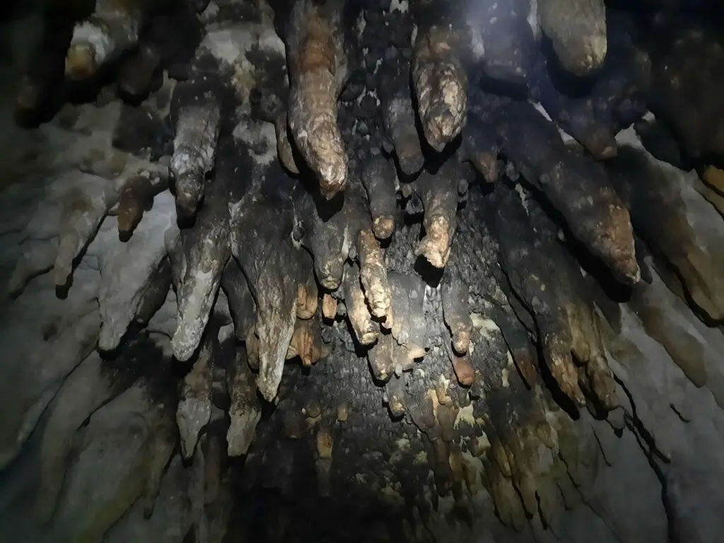 The ceiling of a cave, covered in sleeping bats