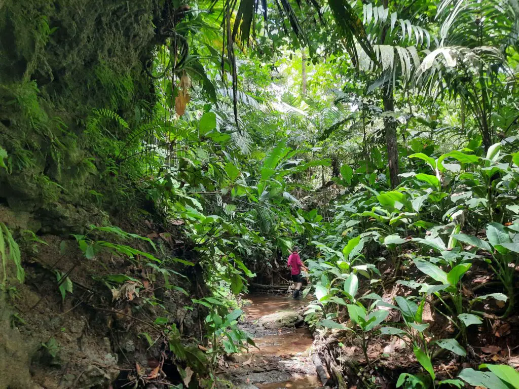 A woman wading along a creek in the jungle