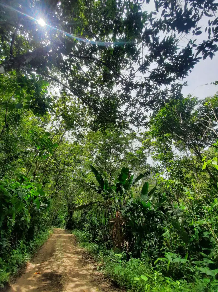 An overgrown path in the jungle