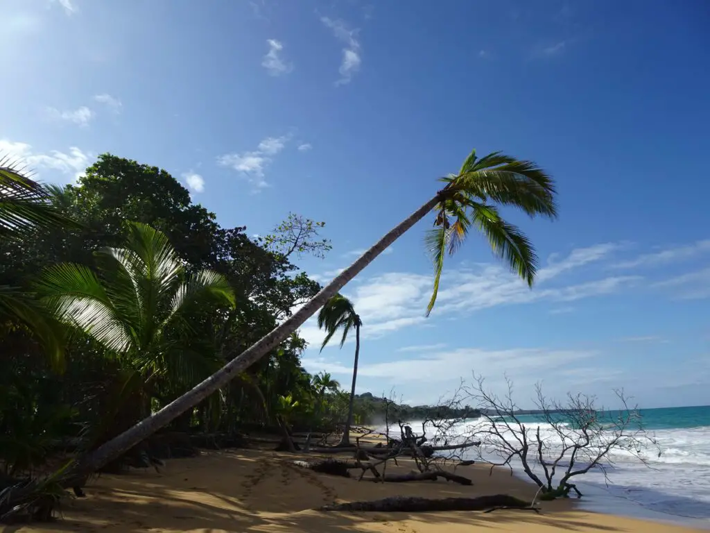 A tall palm tree leaning out over the ocean on a tropical beach