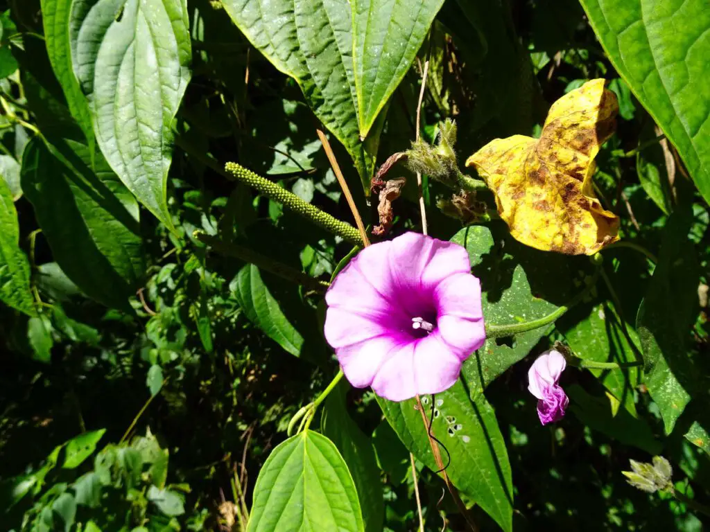 A purple flower on a tropical bush