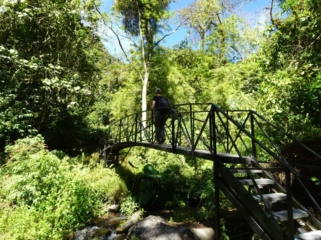 A woman crossing a wooden bridge over a small stream in the jungle