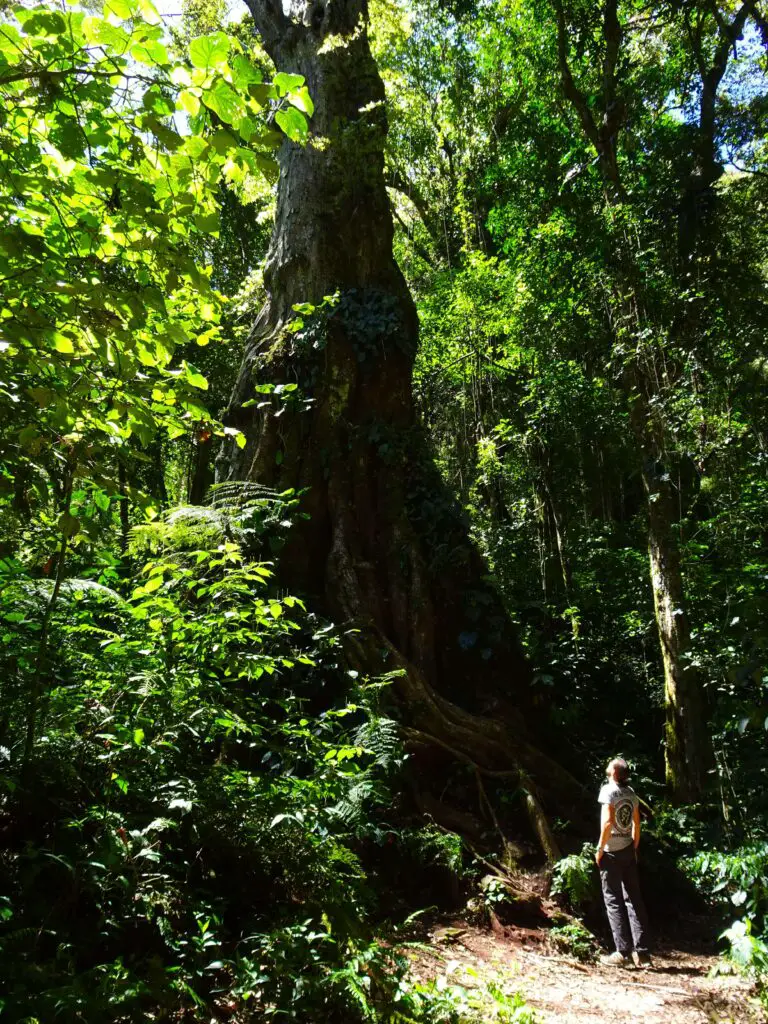 A man standing looking at a huge, tall tree