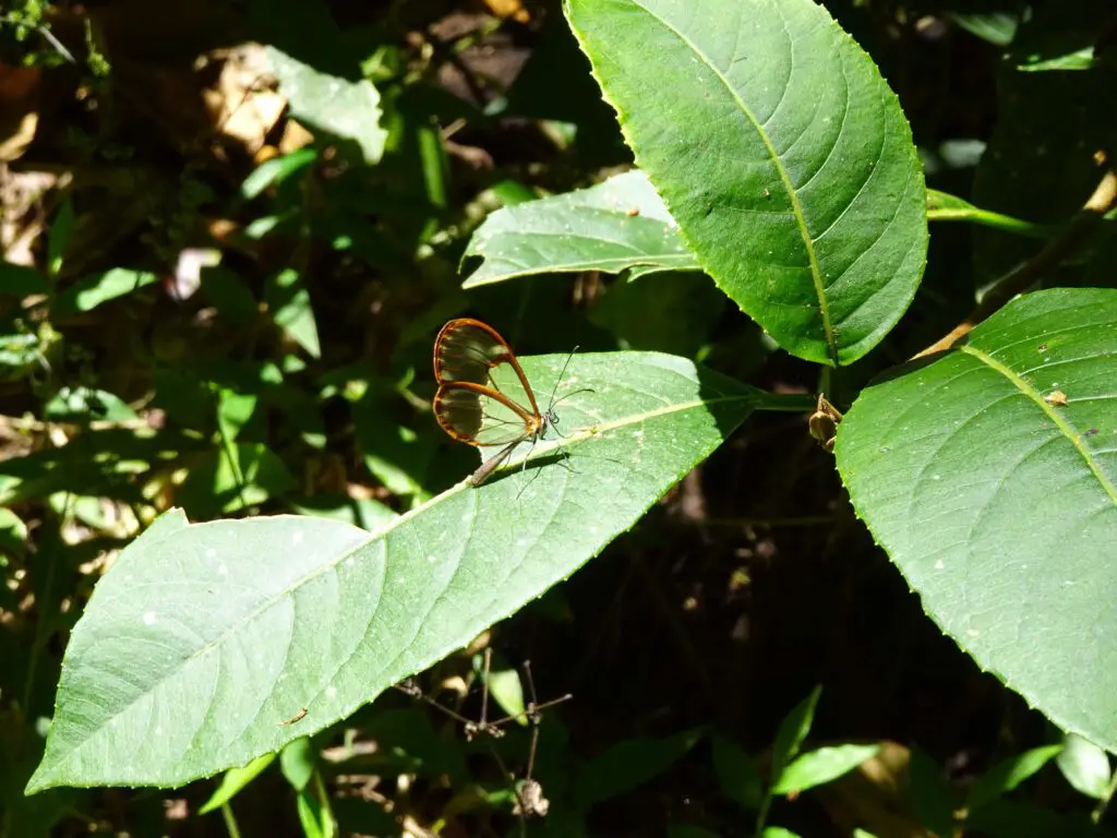 A translucent butterfly sitting on a leaf